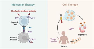 Advances in molecular and cell therapy for immunotherapy of cholangiocarcinoma